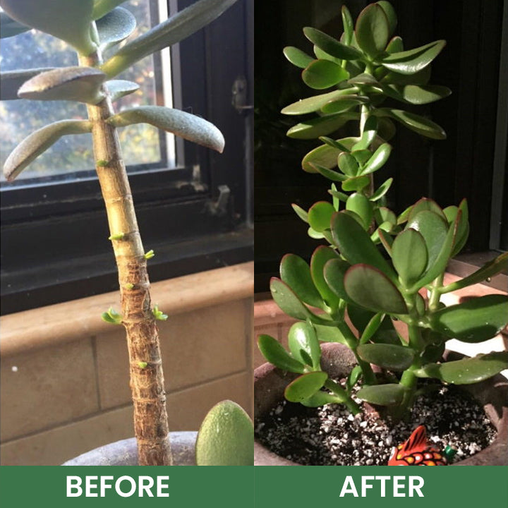 LIMETOW® House Plant Food