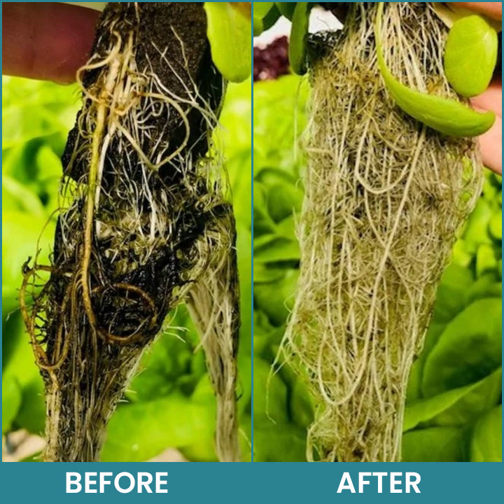 Official Store: LIMETOW® Hydroponic Plant Nutrient Solution