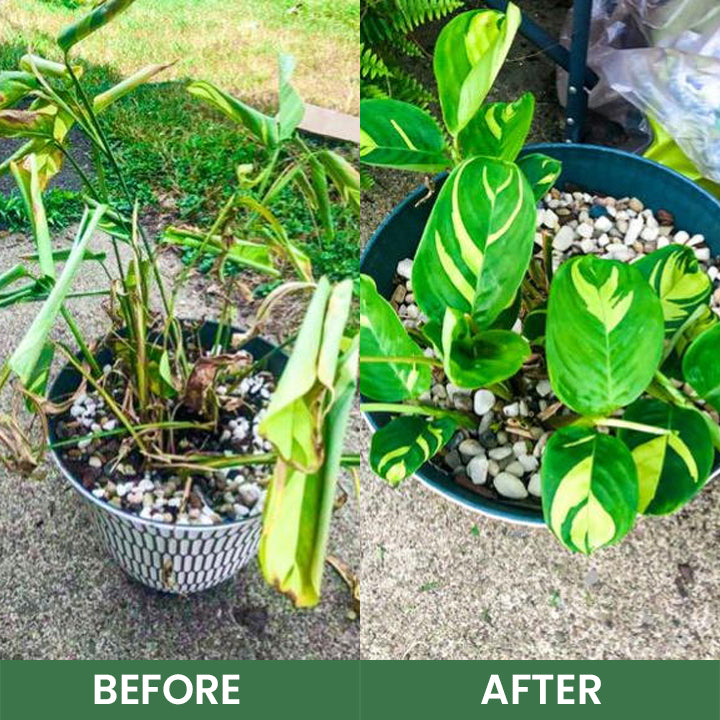 LIMETOW® House Plant Food