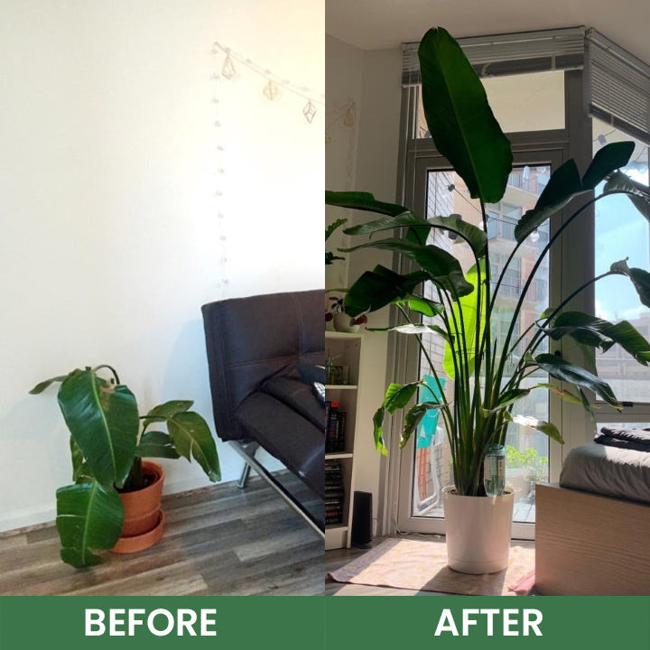 LIMETOW® House Plant Food