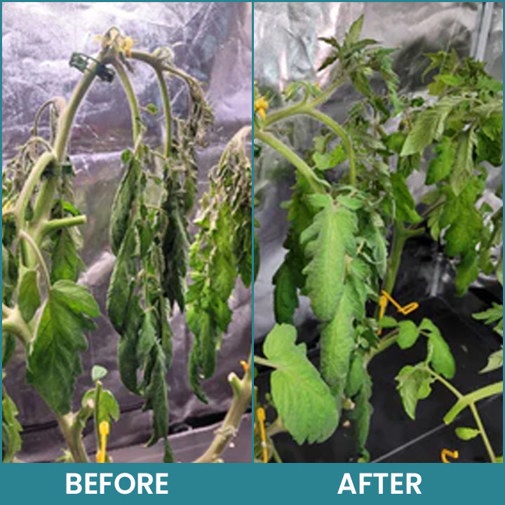 Official Store: LIMETOW® Hydroponic Plant Nutrient Solution