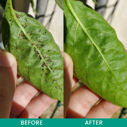 LIMETOW® Insect Control Granules