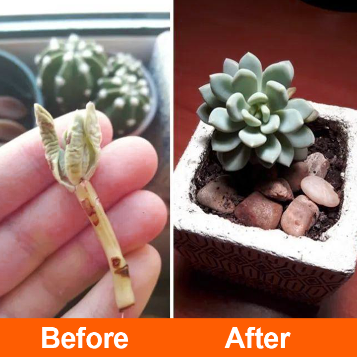 Official Store: LIMETOW® Rapid Rooting Liquid