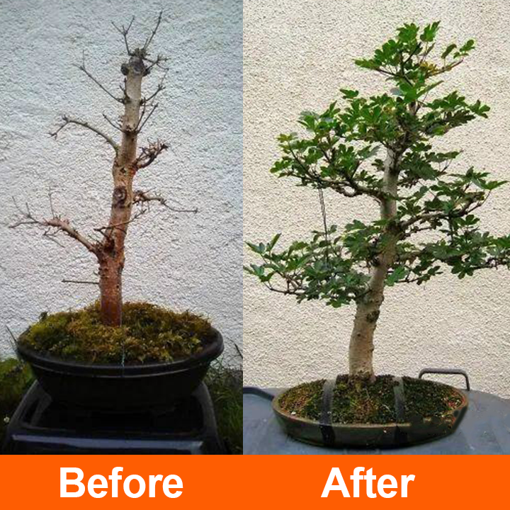 Official Store: LIMETOW® Rapid Rooting Liquid