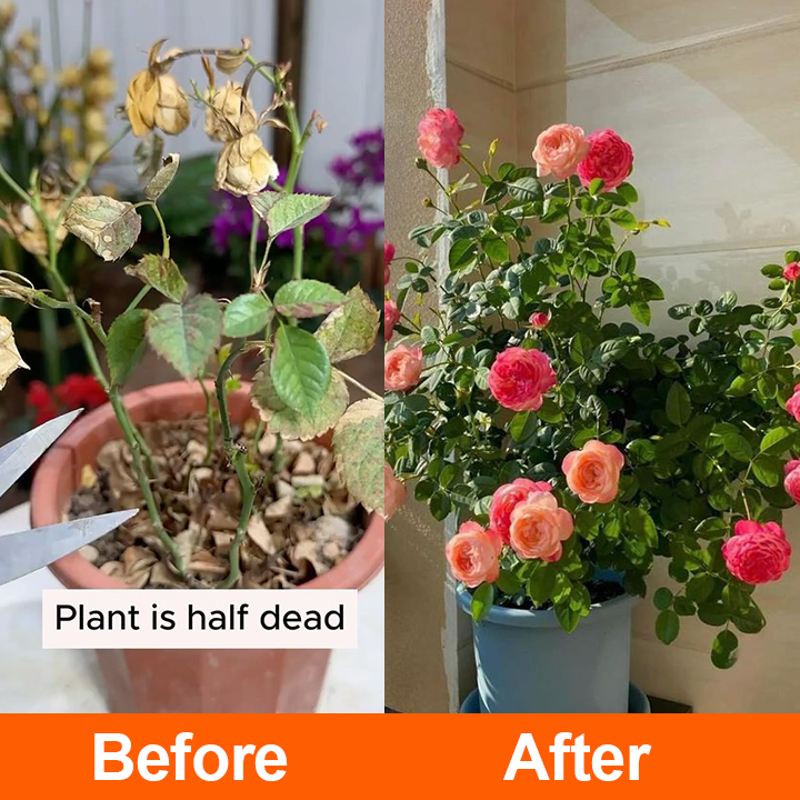 Official Store: LIMETOW® Rapid Rooting Liquid