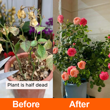 Official Store: LIMETOW® Rapid Rooting Liquid