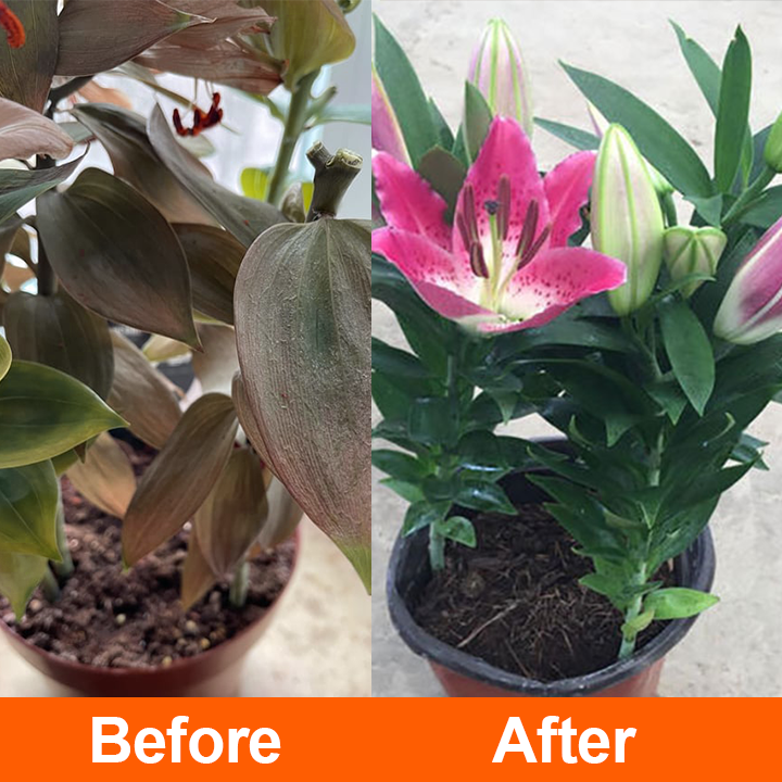 Official Store: LIMETOW® Rapid Rooting Liquid