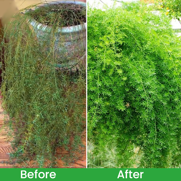 LIMETOW® Plant Renewal Agent