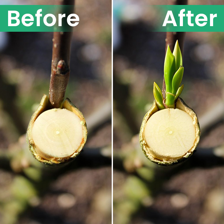 Official Store: LIMETOW® Tree Wound Dressing