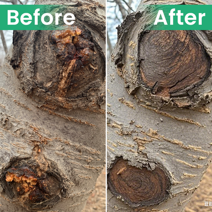 Official Store: LIMETOW® Tree Wound Dressing