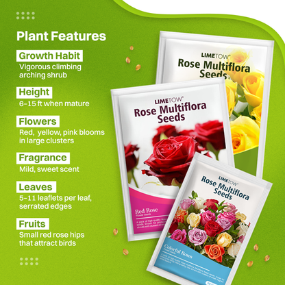 LIMETOW® Rose Multiflora Seeds