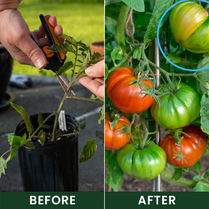 Official US Store  LIMETOW® Universal Plant Nutrient Solution