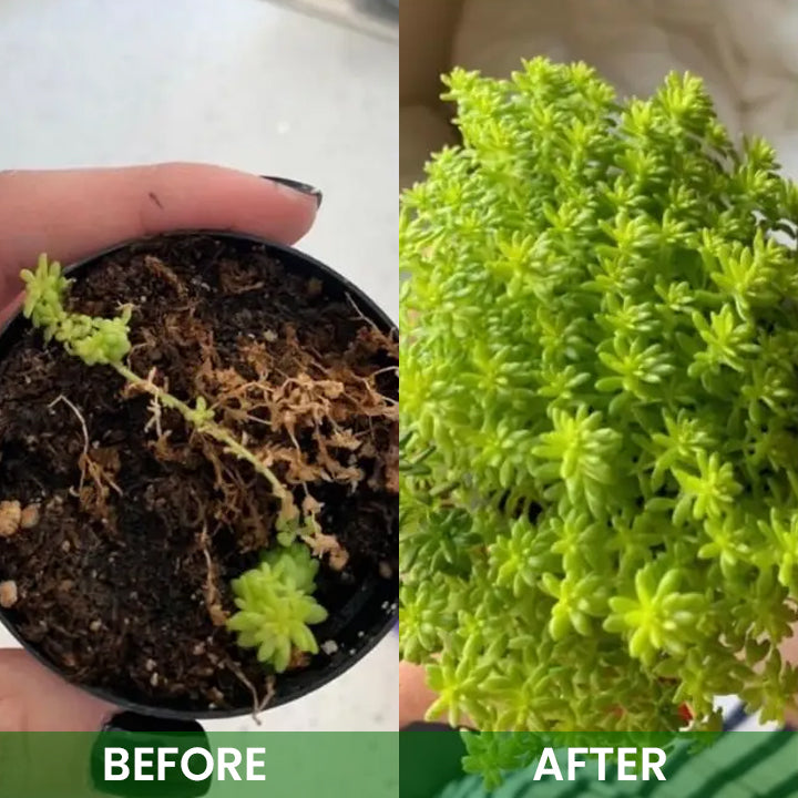 LIMETOW® Organic Plant Boost Biofertilizer