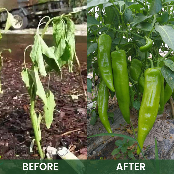 LIMETOW® Plant Root Nutrient Powder