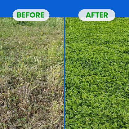 LIMETOW® Fluazifop-Butyl Herbicide