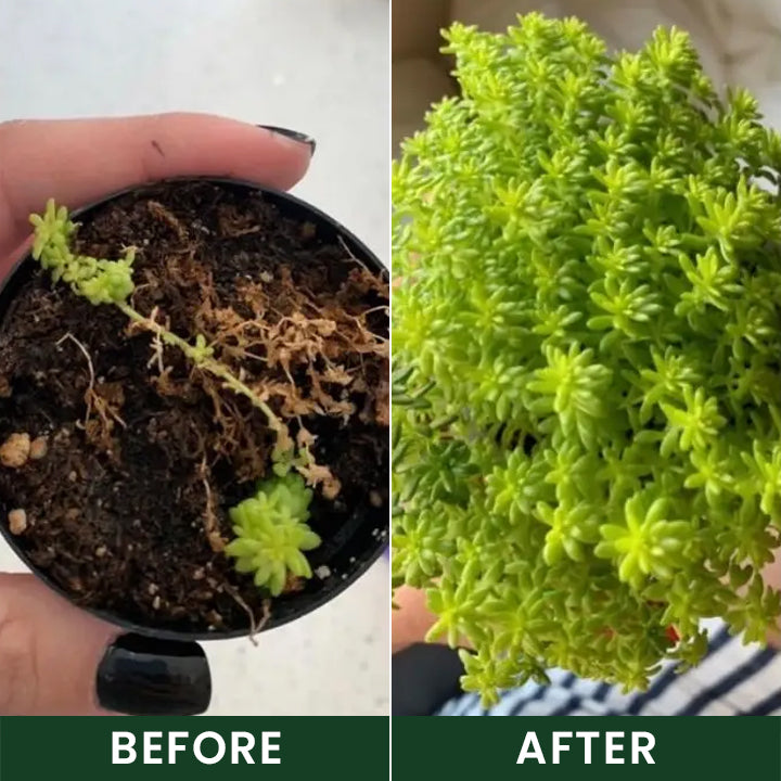 Official US Store  LIMETOW® Universal Plant Nutrient Solution
