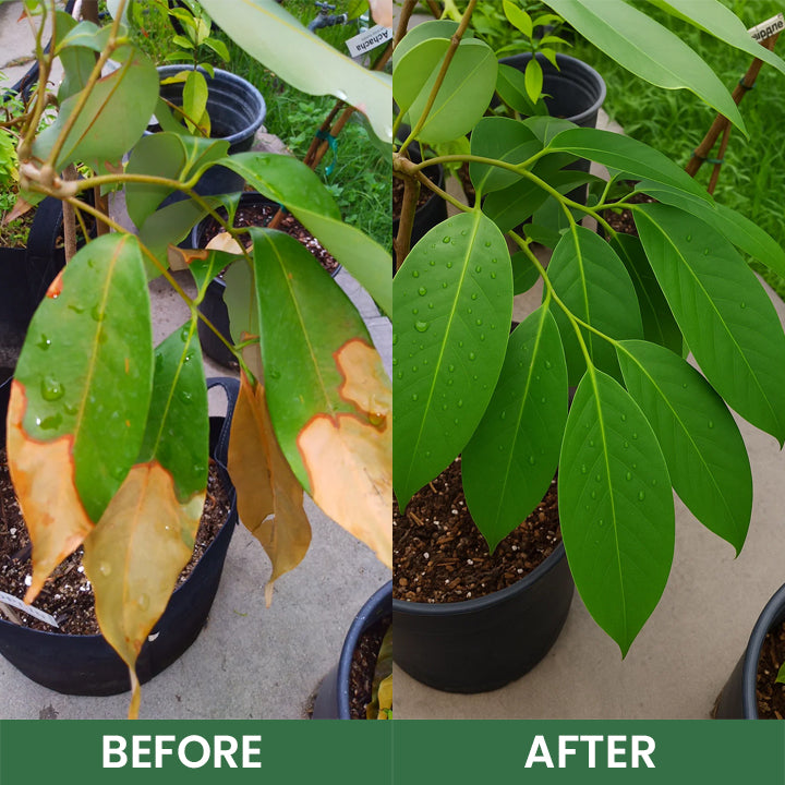 LIMETOW® Foliar Brightening Nutrient Spray