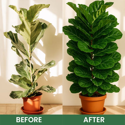 LIMETOW® Foliar Brightening Nutrient Spray