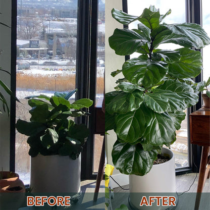 LIMETOW® Root Drops