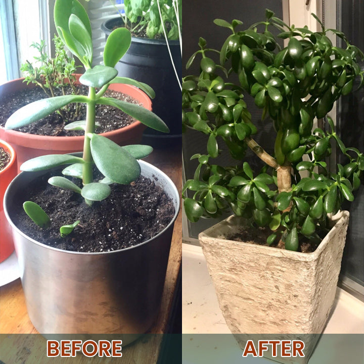 LIMETOW® Root Drops