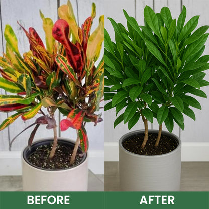 LIMETOW® Foliar Brightening Nutrient Spray