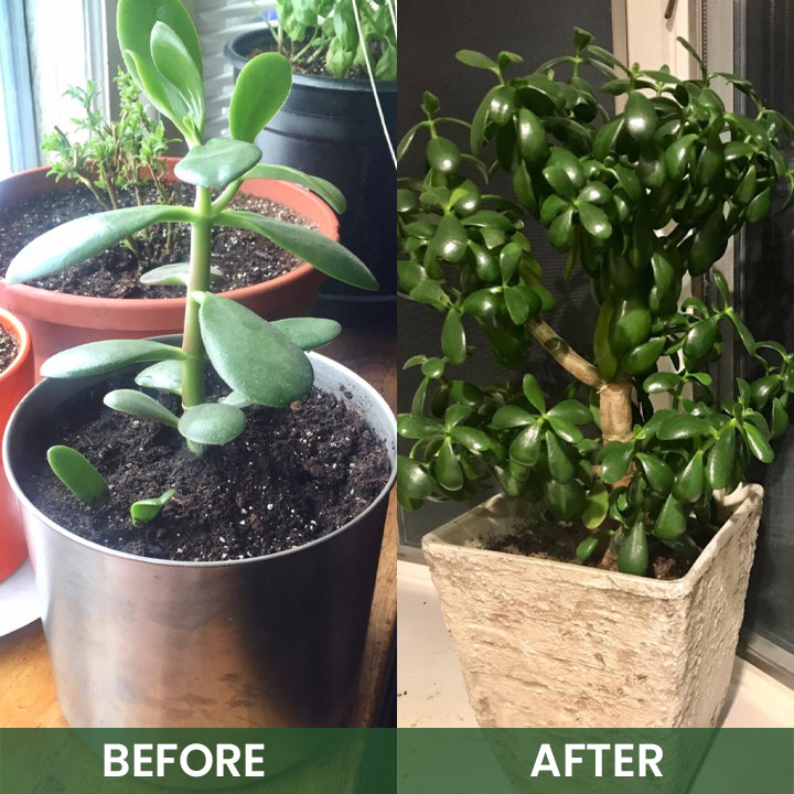 LIMETOW® Plant Root Nutrient Powder