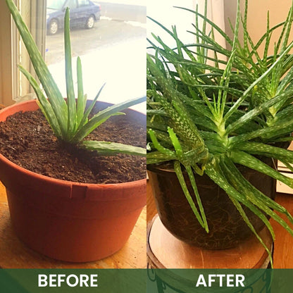 LIMETOW® Plant Root Nutrient Powder