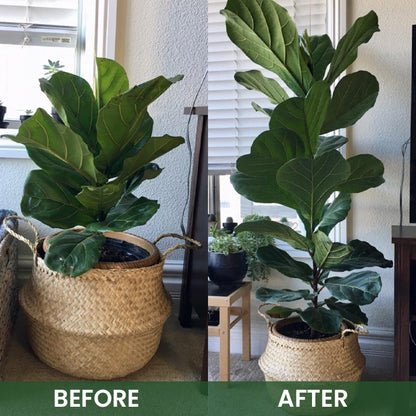 LIMETOW® Plant Root Nutrient Powder